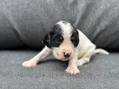 CHIOT 2