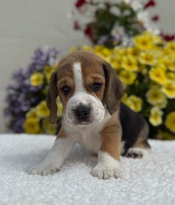 CHIOT 2