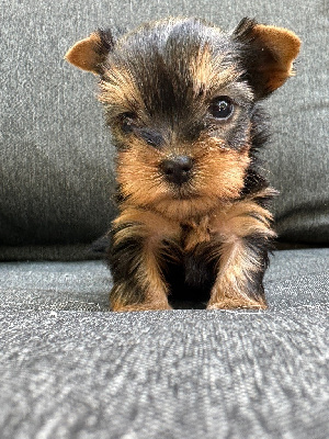 CHIOT 3