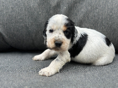CHIOT 1