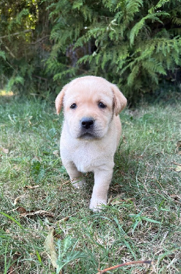 CHIOT 4