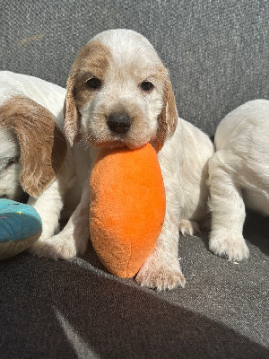 CHIOT 5