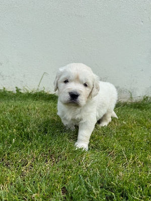 CHIOT 2