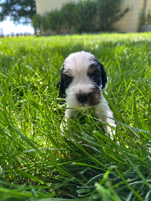 CHIOT 2