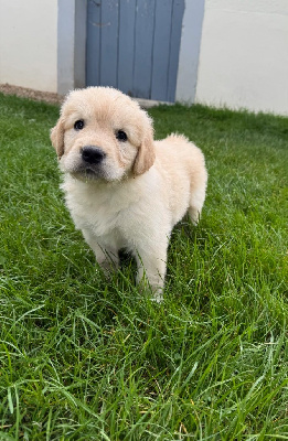 CHIOT 1