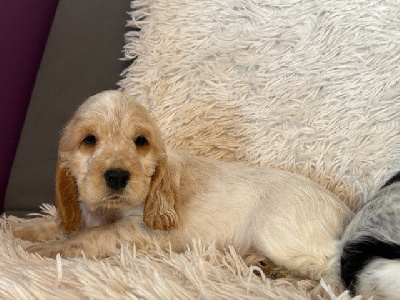 CHIOT 5