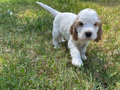 CHIOT 5