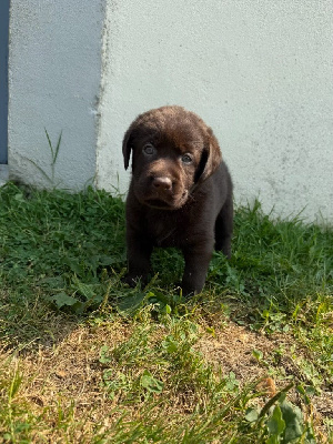 CHIOT 5