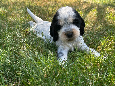 CHIOT 6