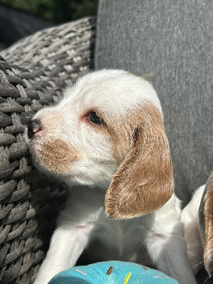 CHIOT 6