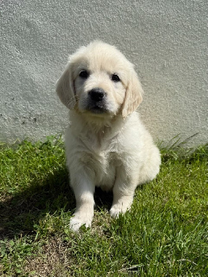 CHIOT 8