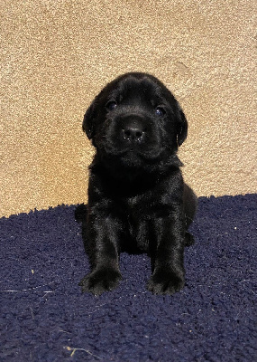 CHIOT 7