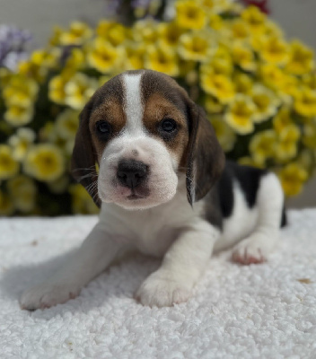 CHIOT 3