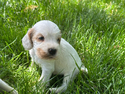 CHIOT 4