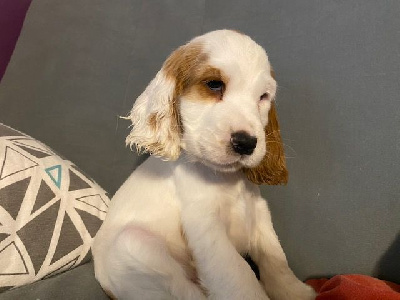 CHIOT 9