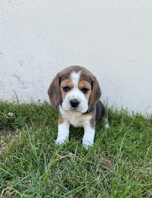CHIOT 1