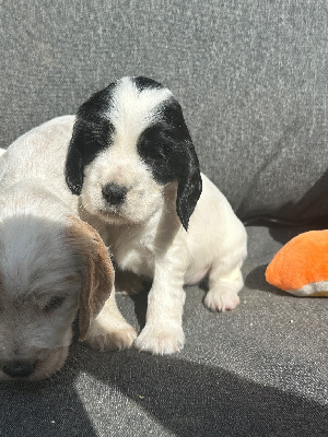 CHIOT 8