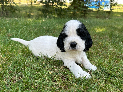 CHIOT 2