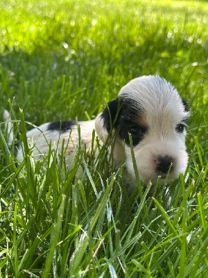 CHIOT 1