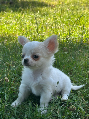 CHIOT 4
