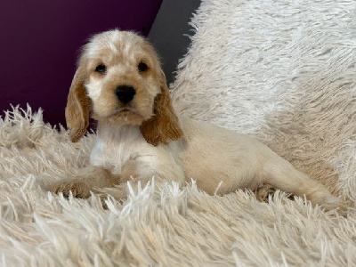 CHIOT 3