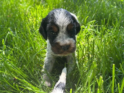 CHIOT 6