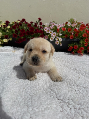 CHIOT 6