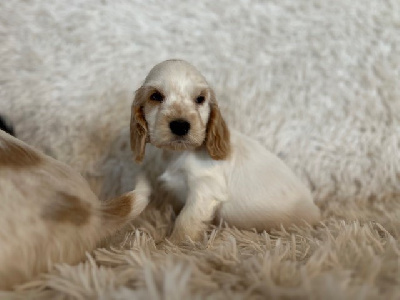 CHIOT 6