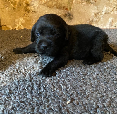 CHIOT 3