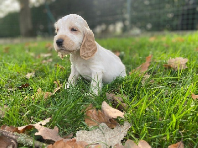 CHIOT 3