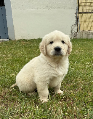 CHIOT 4