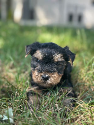 CHIOT 5