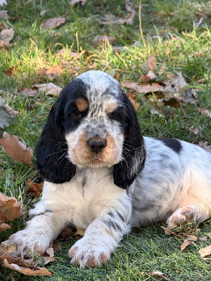 CHIOT 4