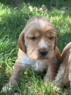 CHIOT 5