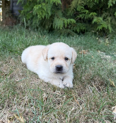 CHIOT 5