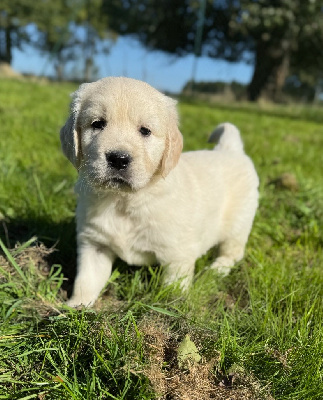 CHIOT 2