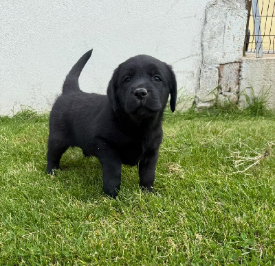 CHIOT 3