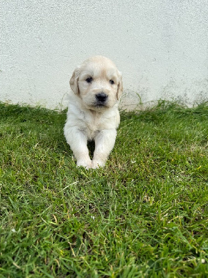 CHIOT 3