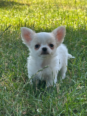 CHIOT 3