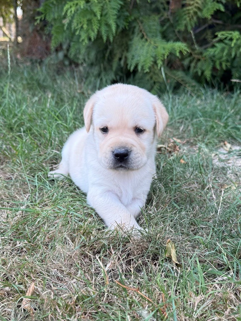 du moulin de madjurie - Chiots disponibles - Labrador Retriever
