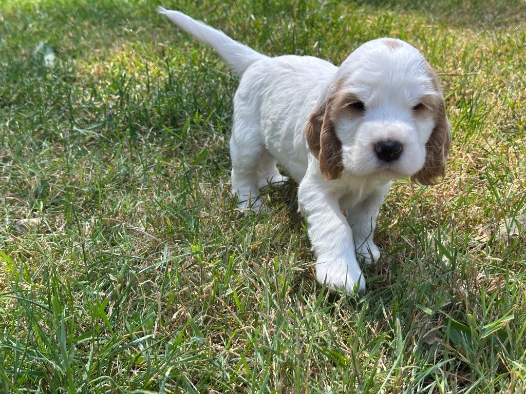du moulin de madjurie - Chiots disponibles - Cocker Spaniel Anglais