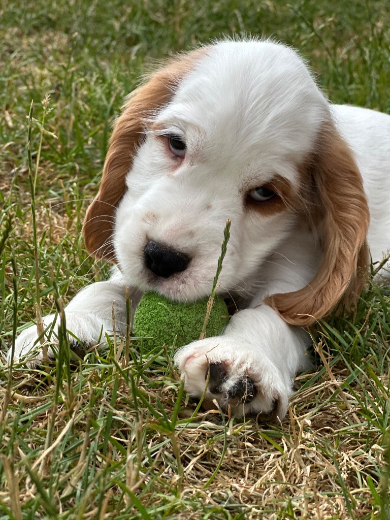 du moulin de madjurie - Chiots disponibles - Cocker Spaniel Anglais