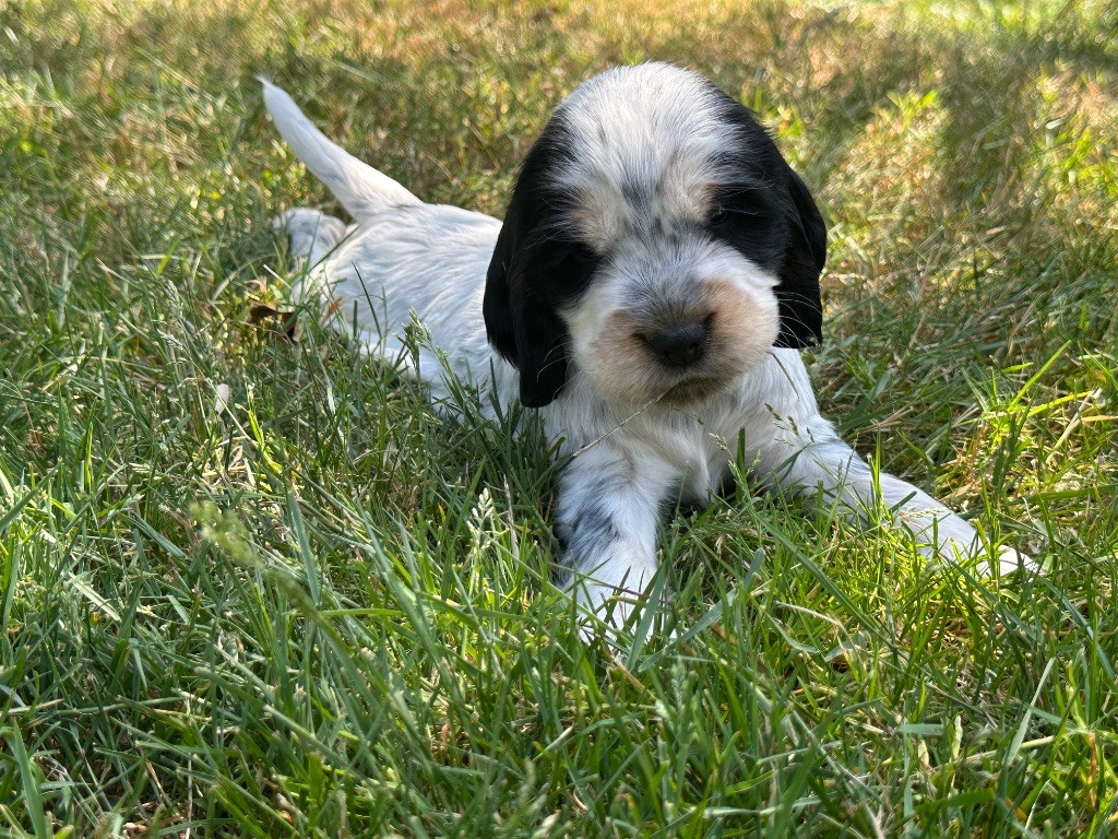 du moulin de madjurie - Chiots disponibles - Cocker Spaniel Anglais