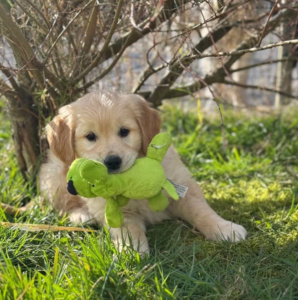 du moulin de madjurie - Chiots disponibles - Golden Retriever