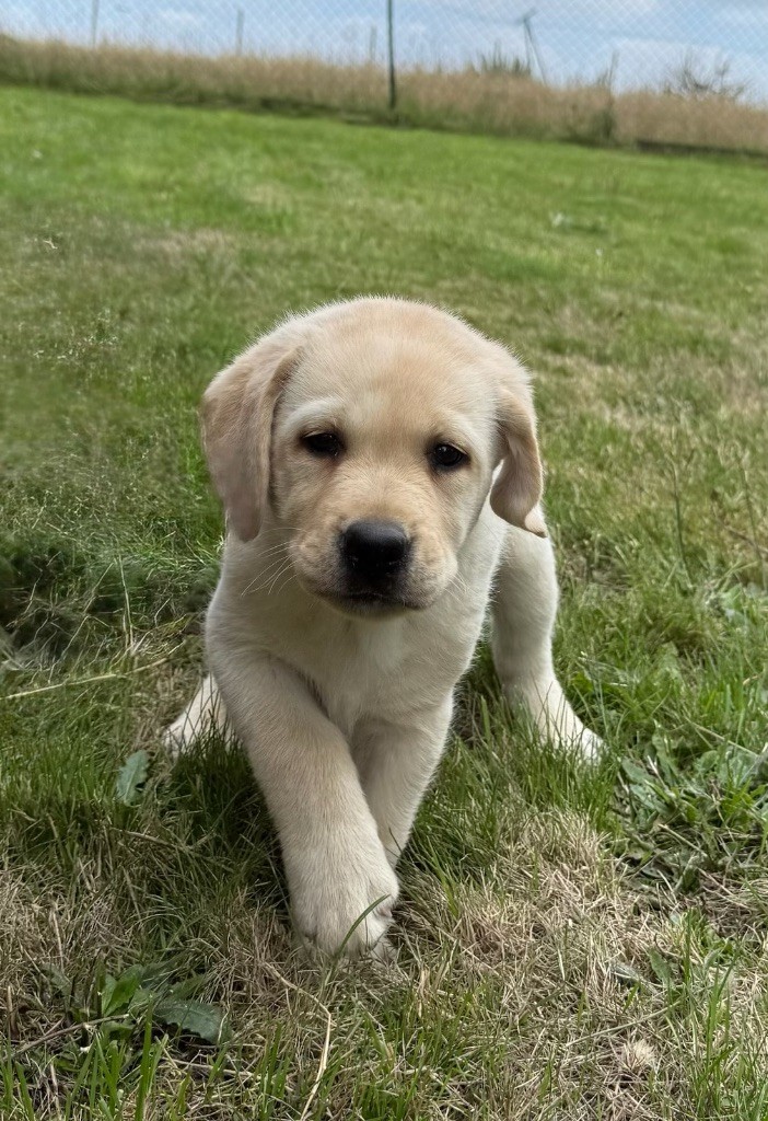 du moulin de madjurie - Chiots disponibles - Labrador Retriever