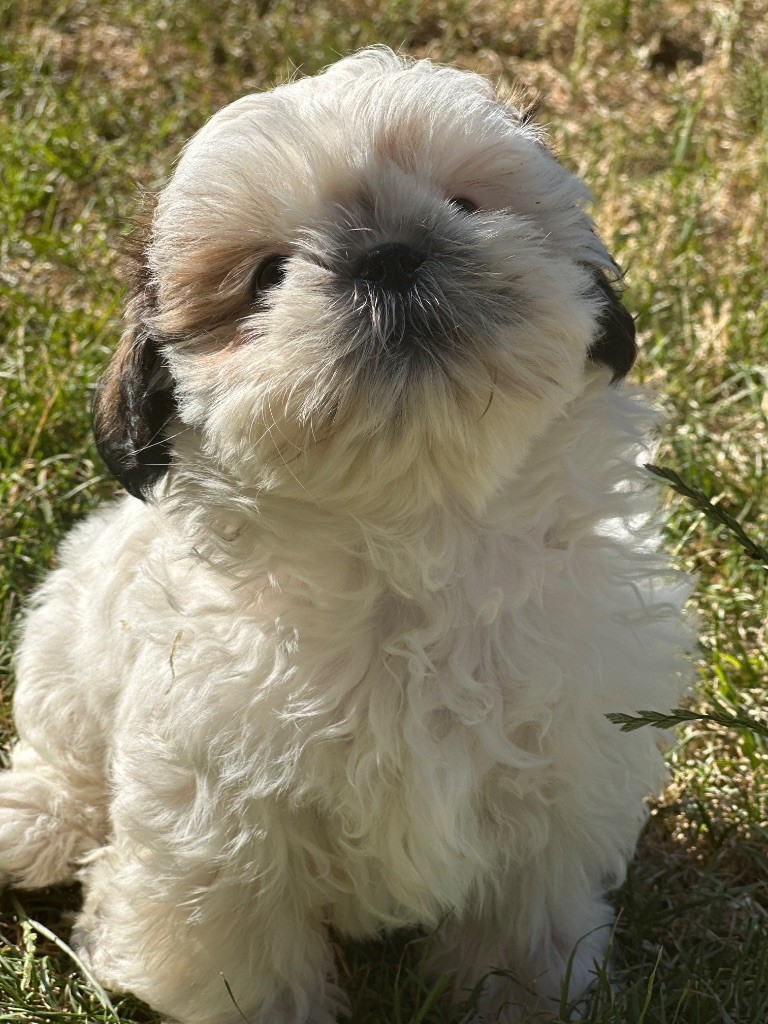 du moulin de madjurie - Chiots disponibles - Shih Tzu