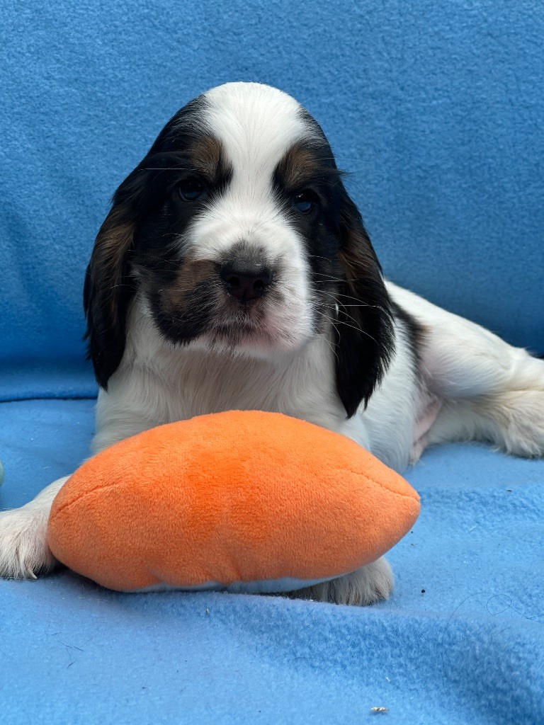 CHIOT 2