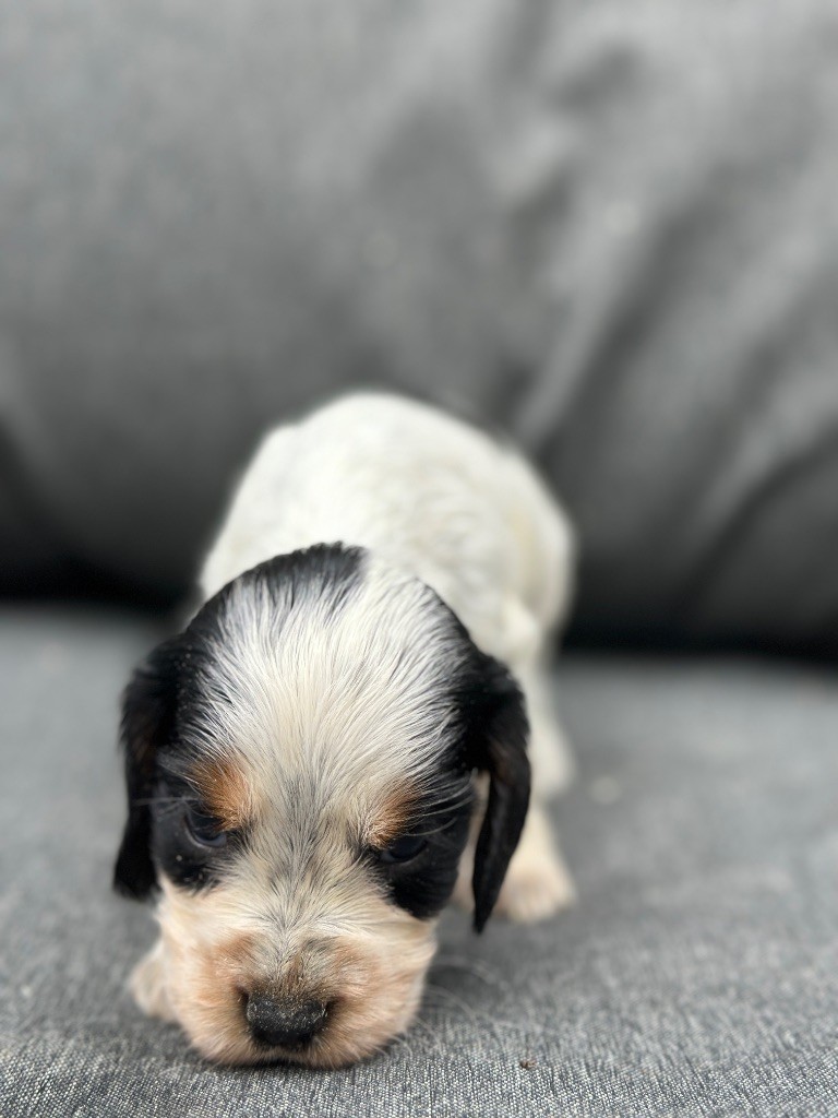 du moulin de madjurie - Chiots disponibles - Cocker Spaniel Anglais