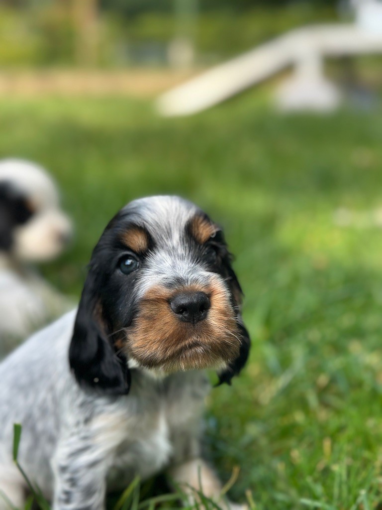 du moulin de madjurie - Chiots disponibles - Cocker Spaniel Anglais