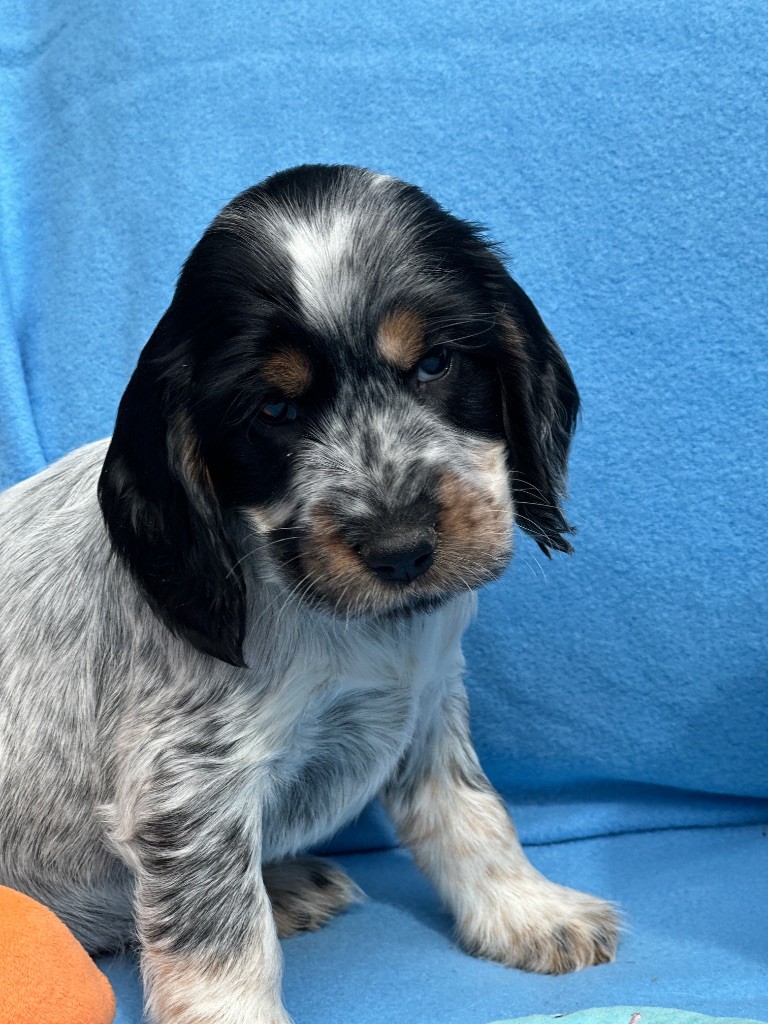 CHIOT 7